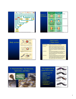 Platyhelminthes