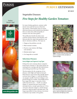 Five Steps for Healthy Garden Tomatoes