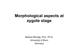 Morphological aspects at Morphological aspects at zygote
