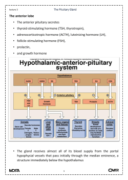 The anterior lobe &bull; The anterior pituitary secretes &bull; thyroid