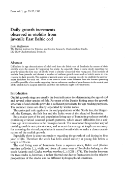 Daily growth increments &ocirc;bserved m otoliths from