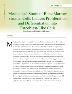 Mechanical Strain of Bone Marrow Stromal Cells Induces