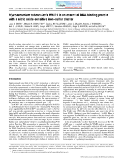 Mycobacterium tuberculosis WhiB1 is an essential DNA