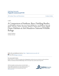 A Comparison of Antlions, Bees, Darkling Beetles and Velvet Ants