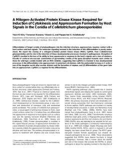 A Mitogen-Activated Protein Kinase Kinase Required for Induction of