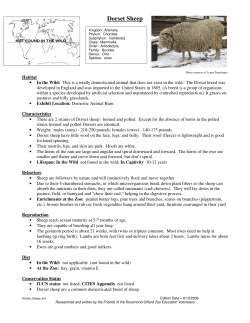 Dorset Sheep - Rosamond Gifford Zoo