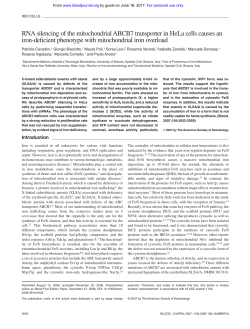 RNA silencing of the mitochondrial ABCB7 transporter in HeLa cells