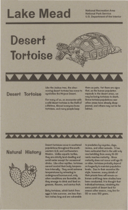 Desert Tortoise - NPS History eLibrary