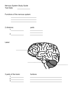nerv study guide