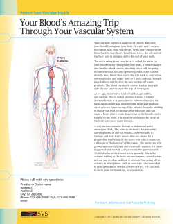 Your Blood`s Amazing Trip Through Your Vascular System