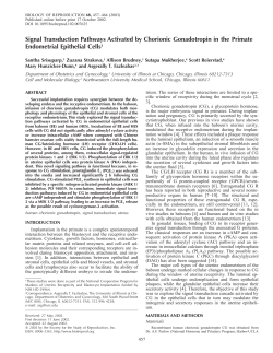 Signal Transduction Pathways Activated by Chorionic Gonadotropin