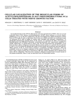 cellular localization of the molecular forms of acetylcholinesterase in