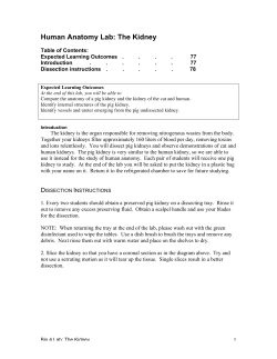 Human Anatomy Lab: The Kidney