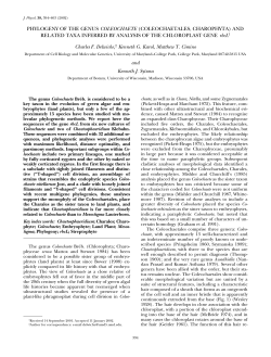 PHYLOGENY OF THE GENUS COLEOCHAETE
