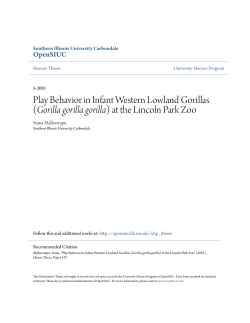 Play Behavior in Infant Western Lowland Gorillas