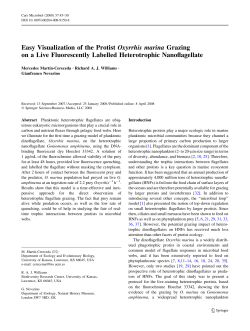 Easy Visualization of the Protist Oxyrrhis marina Grazing on a