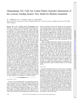 Glutamatergic N2v Cells Are Central Pattern Generator Interneurons