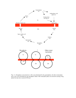 Figures - Bernard Goffinet
