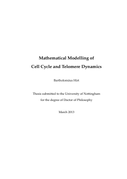 Mathematical Modelling of Cell Cycle and Telomere Dynamics