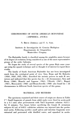 CHROMOSOMES OF SOUTH AMERICAN BUFONIDAE (AMPHIBIA