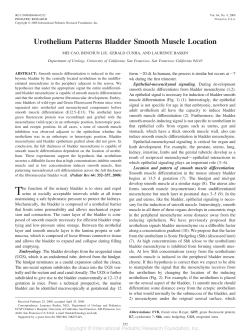 Urothelium Patterns Bladder Smooth Muscle Location