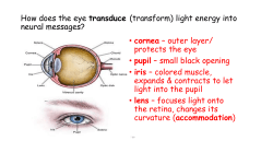 How does the eye transduce (transform) light energy into neural