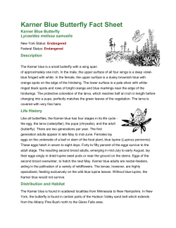 Karner Blue Butterfly Fact Sheet