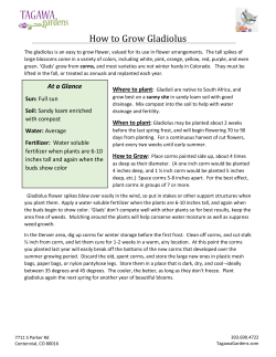 How to Grow Gladiolus