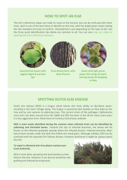 spotting dutch elm disease how to spot an elm