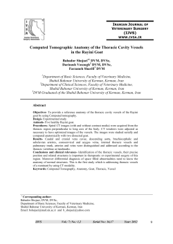 Computed Tomographic Anatomy of the Thoracic Cavity Vessels in