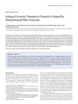 Gating of Acoustic Transducer Channels Is Shaped by