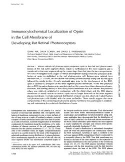 Immunocytochemical Localization of Opsin in the Cell Membrane of