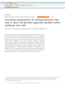 Functional development of mechanosensitive hair cells in stem cell