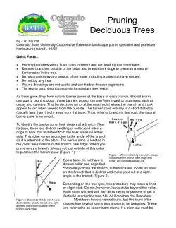 Information on Pruning