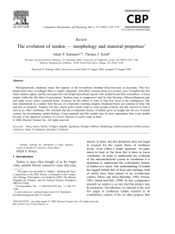 The evolution of tendon &mdash; morphology and material properties