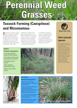 Perennial weed grasses