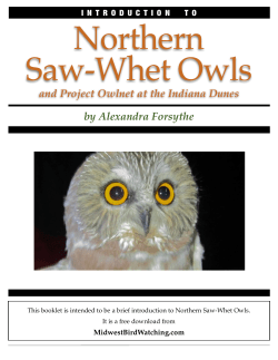 File - Midwest bird watching