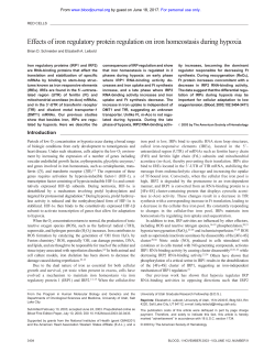 Effects of iron regulatory protein regulation on iron homeostasis