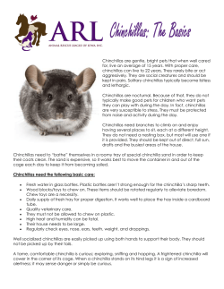 Chinchillas are gentle, bright pets that when well cared for, live an