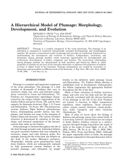 A Hierarchical Model of Plumage: Morphology