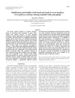 Stabilization and mobility of the head and trunk in vervet monkeys