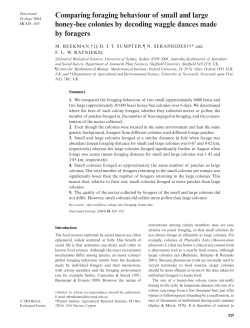 Comparing foraging behaviour of small and large honey‐bee