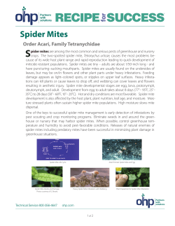 Spider Mites