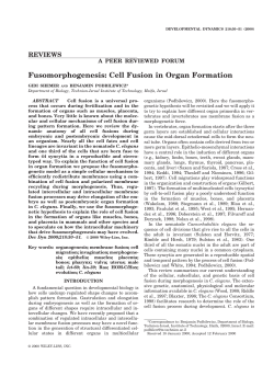 Fusomorphogenesis: Cell fusion in organ formation