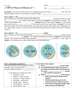 The Phase of Meiosis