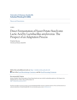 Direct Fermentation of Sweet Potato Starch into Lactic Acid by