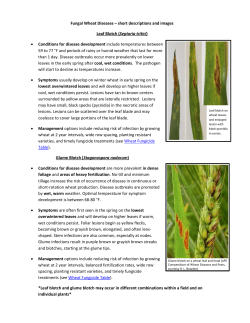 Fungal Wheat Diseases