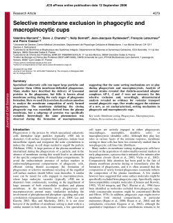 Selective membrane exclusion in phagocytic and macropinocytic cups