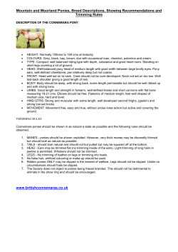 Mountain and Moorland Ponies, Breed Descriptions, Showing