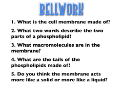 1. What is the cell membrane made of? 2. What two words describe